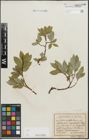 Foto von Salix hastata L.